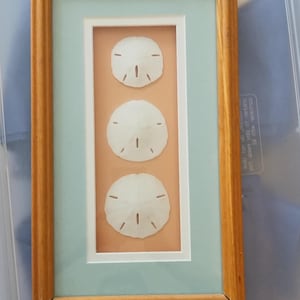 May include: A rectangular wall art piece featuring three white sand dollars arranged vertically. The sand dollars are mounted on a peach-colored background within a white mat, surrounded by a light blue border and a natural wood-toned frame.