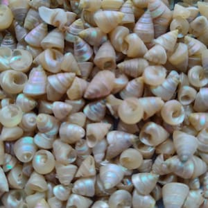 May include: A close-up of a pile of small, white seashells with iridescent, pearlescent coloring. The shells are all roughly the same size and shape, and they are arranged in a random pattern.