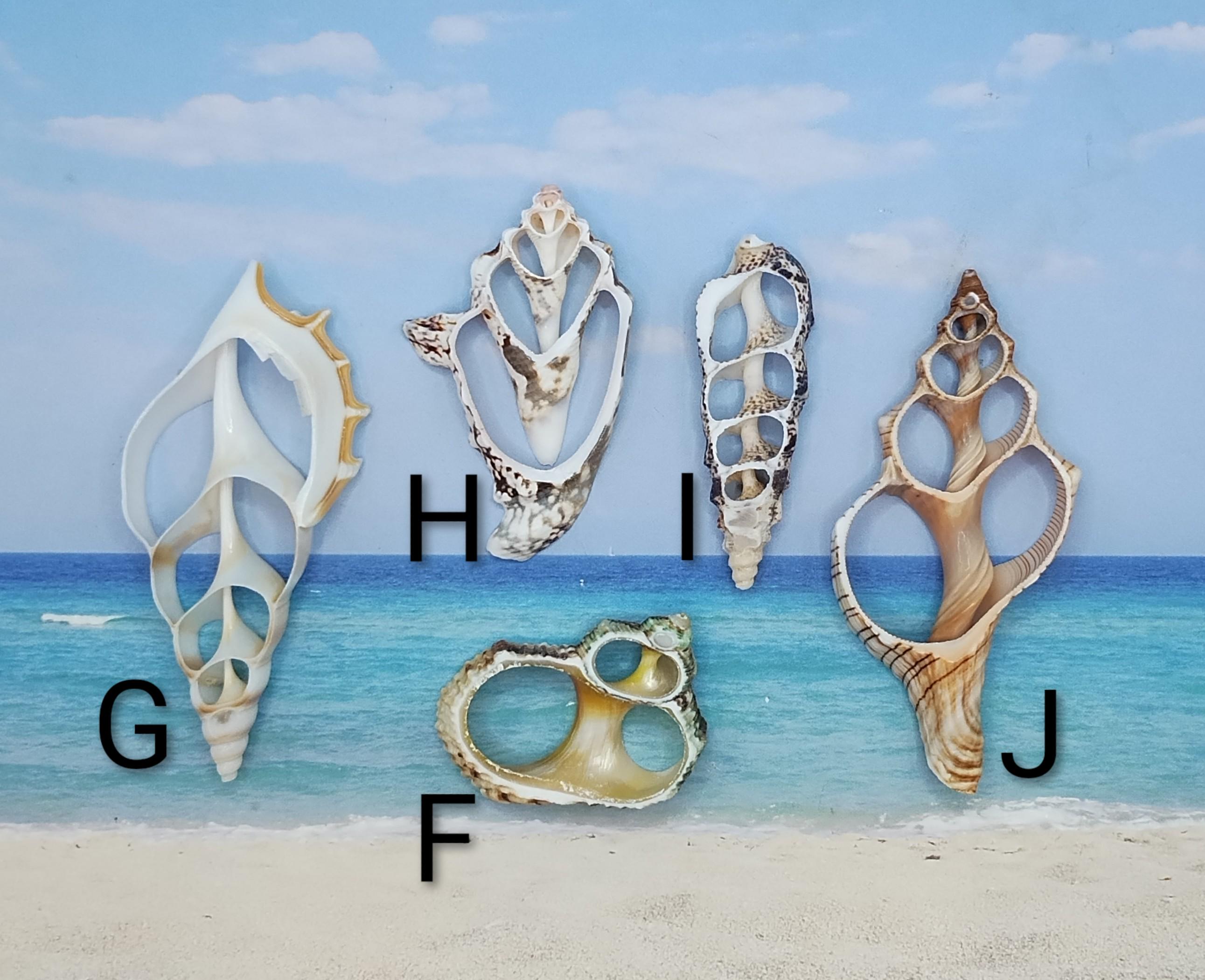 Zen Shell Decor SEASHELL CENTER Slices~ornament~ Holiday Decor~zen-fairy Garden~jewelry ...