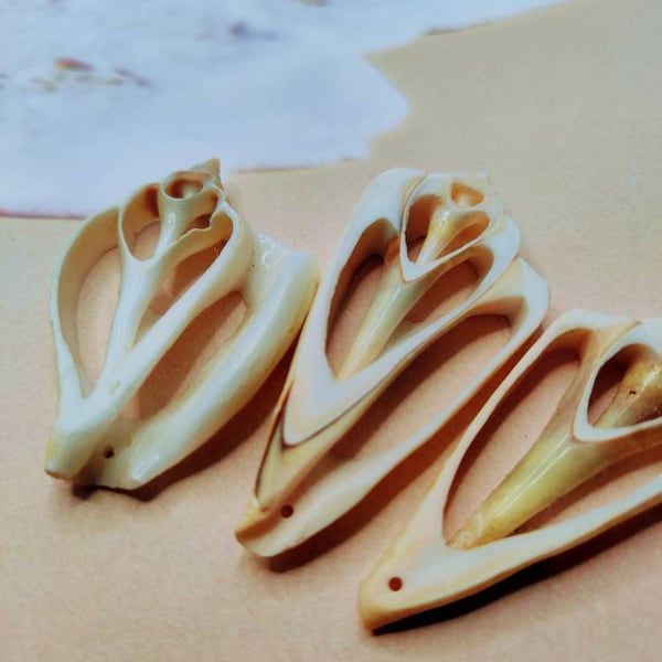 Conch Seashell - Etsy