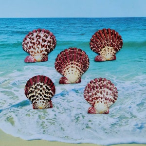 May include: Five scallop shells with a pink and white pattern, arranged on a beach with blue water and white foam.