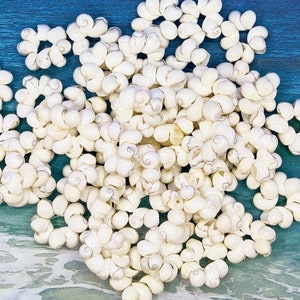May include: A large pile of white seashells, each shell is shaped like a flower with multiple petals. The shells are arranged in a random pattern.