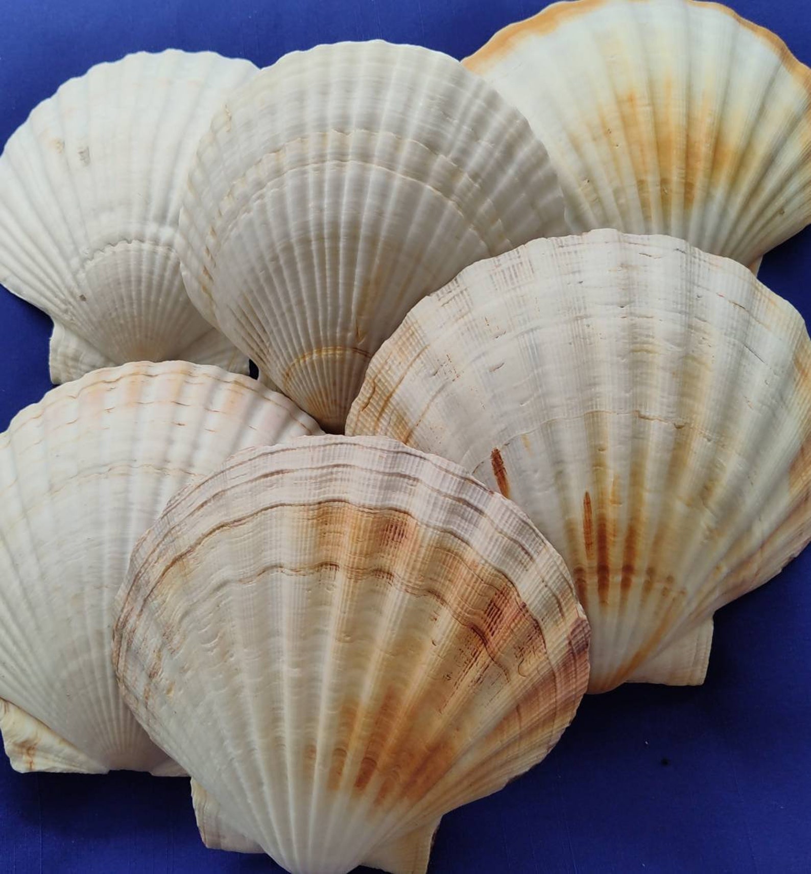 Lg 3 1/2 to 6 SCALLOP SHELL Irish Deep Mermaid - Etsy