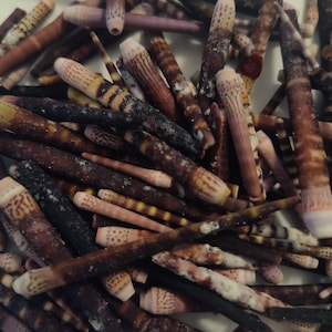 May include: A close-up of a pile of small, brown and white seashells. The shells are long and thin, with a pointed tip. They have a natural, organic texture.
