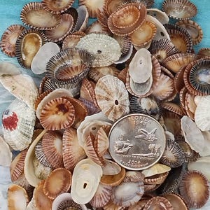 May include: A collection of small, brown, white, and black seashells. The shells are various shapes and sizes, with some having a hole in the center. A US quarter is included for scale.