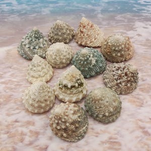 May include: A collection of 12 seashells in various shades of brown, green, and white. The shells are cone-shaped and have a textured surface.