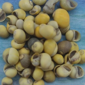 May include: A collection of small, smooth, yellow seashells with brown and white markings. The shells are arranged in a pile on a blue surface.