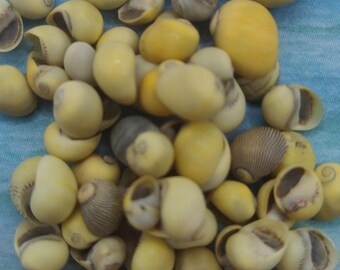 May include: A collection of small, smooth, yellow seashells with brown and white markings. The shells are arranged in a pile on a blue surface.