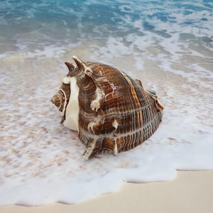 May include: A large brown and white seashell with a spiral pattern. The shell has a pointed tip and a wide, flat base. It is sitting on a sandy beach with white foam.