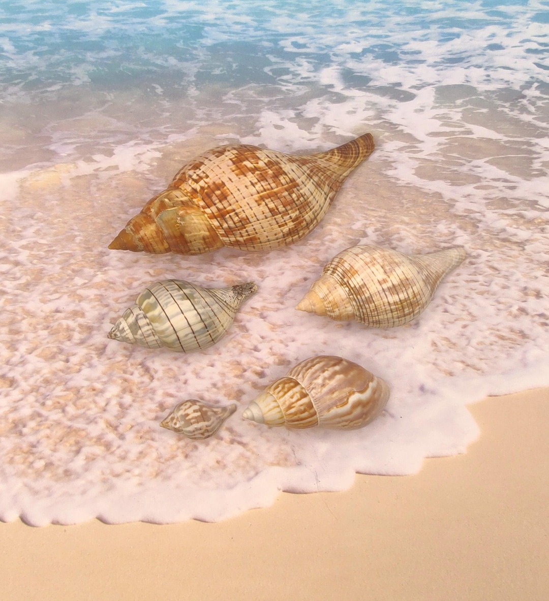 Tulia Sea Shell TULIP SEASHELLS ~ Palm Beach~ Fasciolaria ~ Banded ~ Coastal~beach ...