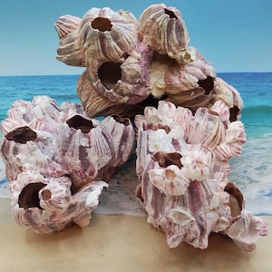 May include: Three large, pink and white, intricately textured seashells with holes throughout. The shells are arranged on a sandy beach with a blue ocean in the background.