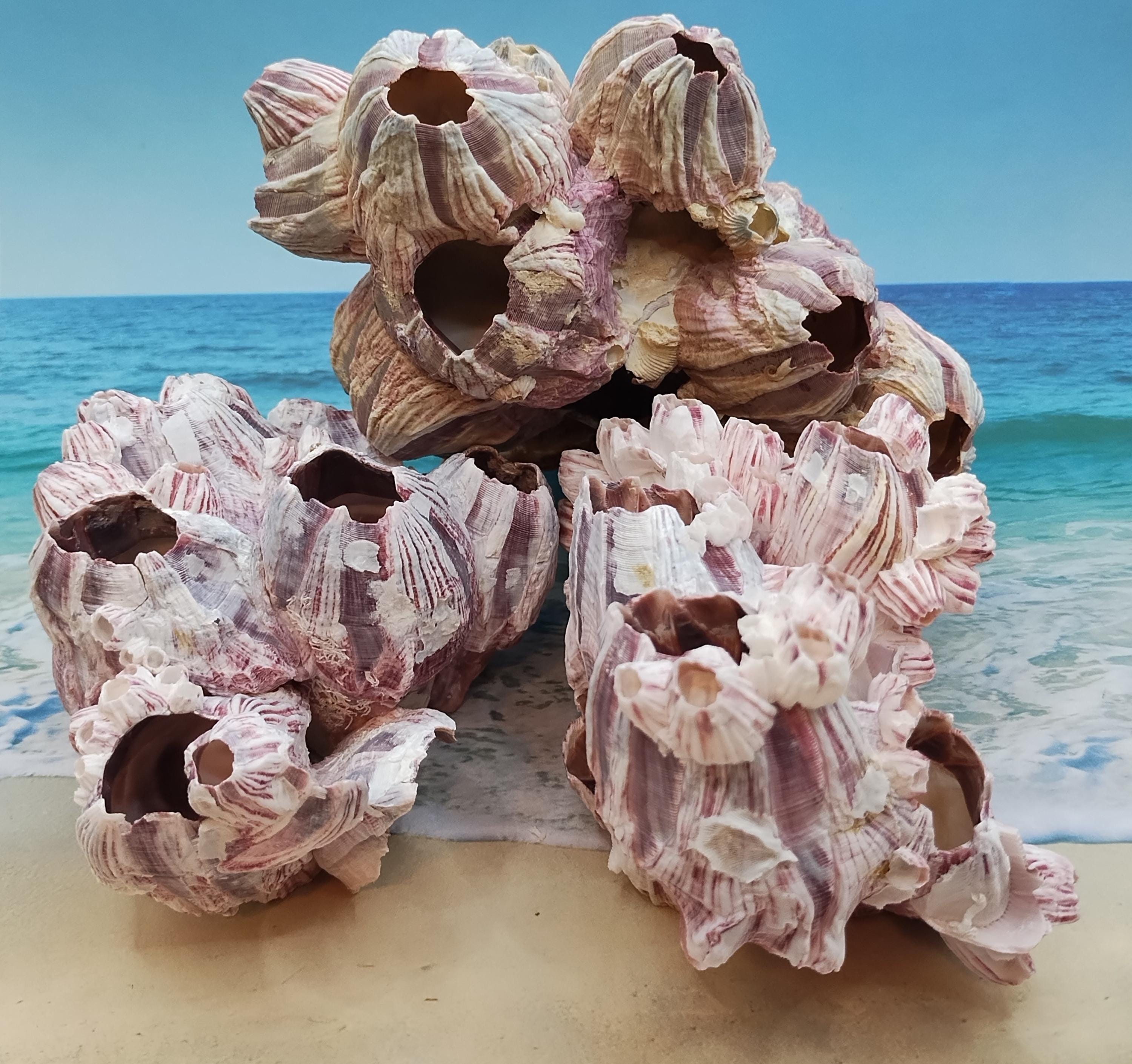 10 Small SINGLE Barnacles 10 in a lot. These tiny barnacles look great on beach crafts