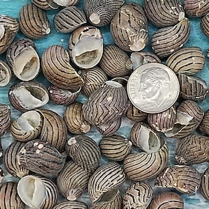 BLACK STRIPED NERITE ~ 10-1000 pcs ~ Craft shells