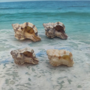 May include: Four seashells of varying sizes and shapes, with brown and white patterns, arranged on a white sandy beach background.