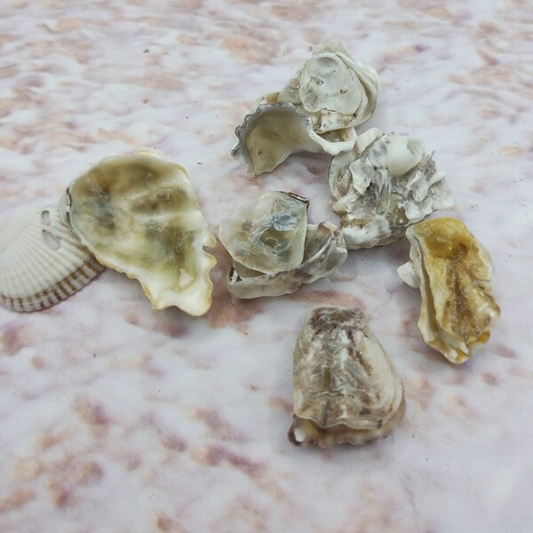 7 MARRIED BEACH FINDS ~ Sanibel Island Florida find ~ Barnacles attached to shells & different shells attached to shells  ~ Unique specimen