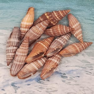 May include: A collection of various seashells, showcasing a range of colors from light tan to deep brown. The shells have a spiral shape and are arranged on a blue and white background, evoking a beach theme. The shells vary in size and pattern.