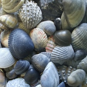 May include: A collection of seashells in various shades of gray and white. Some shells have intricate patterns and textures.