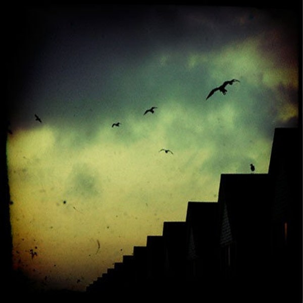 Shoreline Cottages 5x5 Photography Print