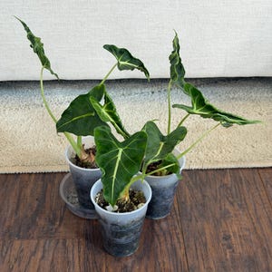May include: Three Alocasia plants in clear plastic cups. The plants have large, dark green leaves with prominent white veins. The cups sit on a dark wooden floor, with a light-colored rug and a white background.