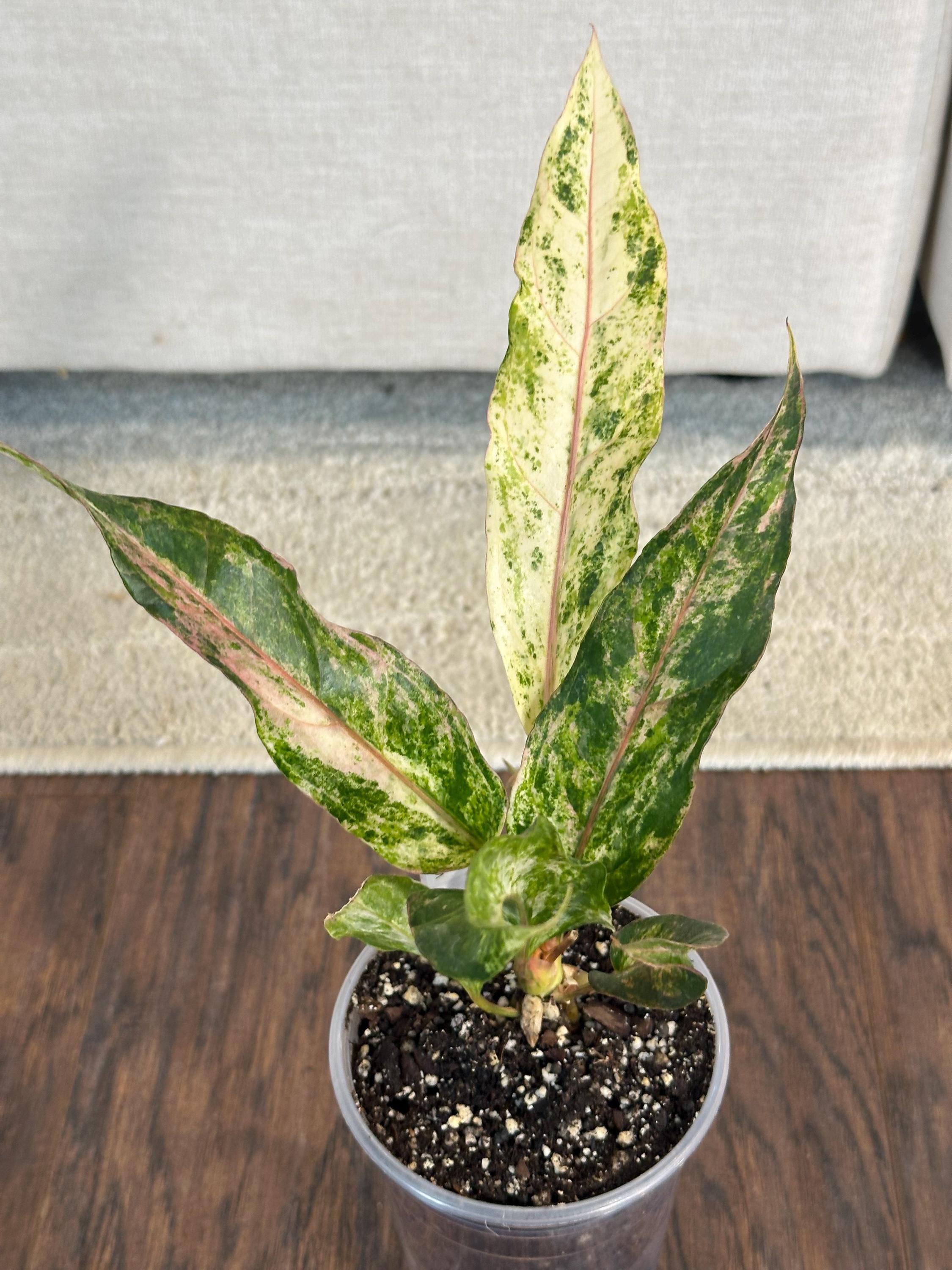 Anthurium Hookeri Pink Plant - Etsy