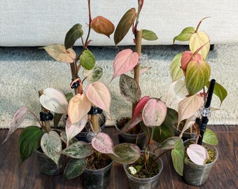 Philodendron Pink Mint Micans plant
