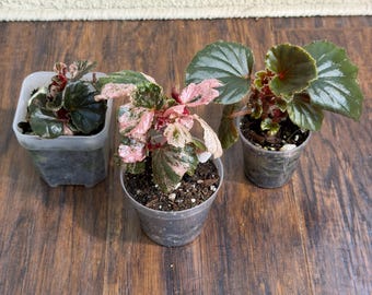 US Seller EXACT PLANT Pink Variegated Begonia Cucullata Pink