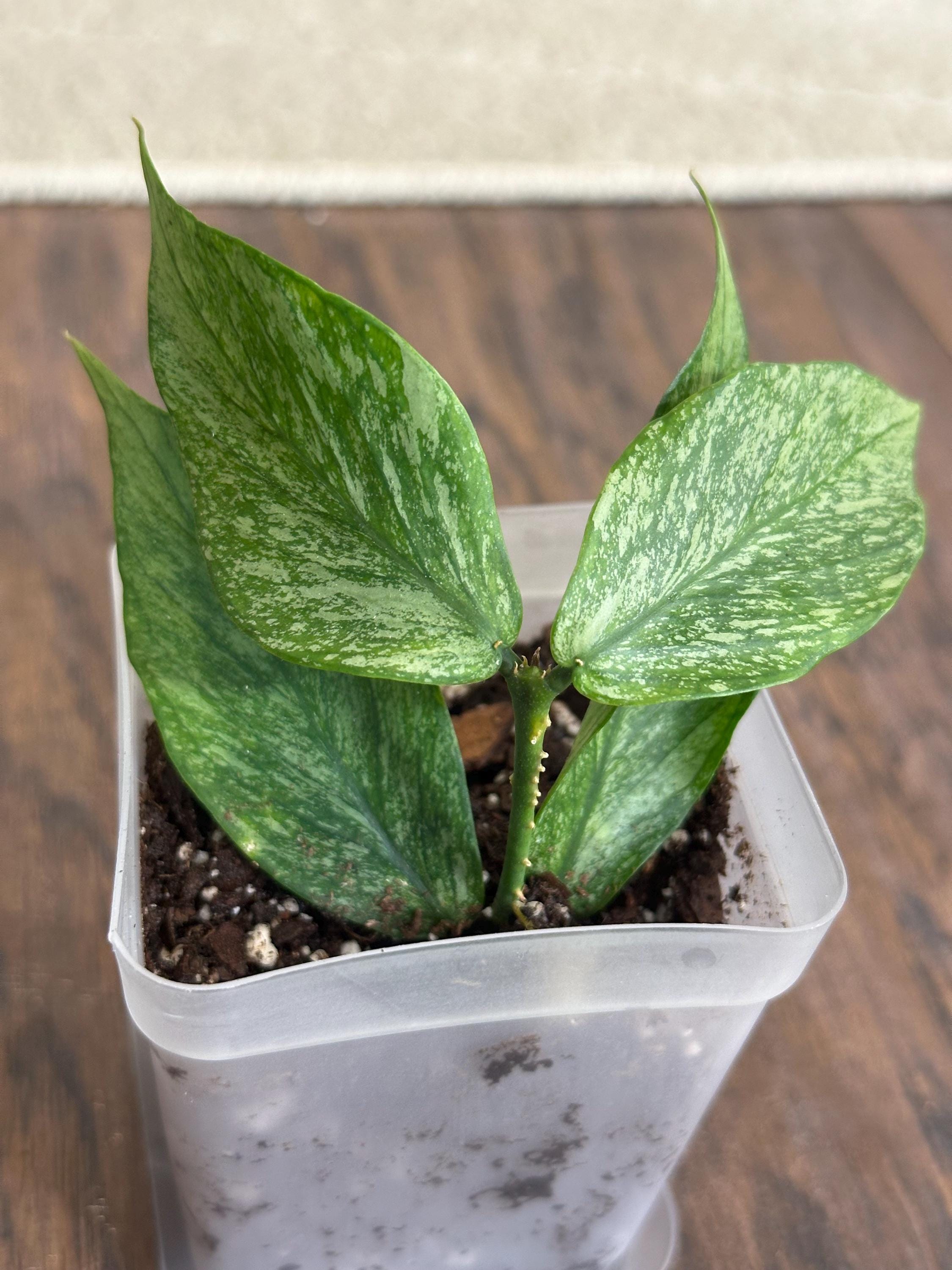 怪奇植物　シルバー人魚ホヤ Hoya polyneura broget 怪奇植物 シルバー人魚ホヤ Hoya polyneura broget Hoya