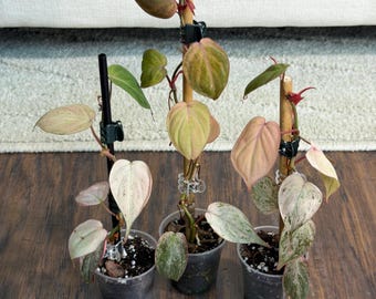 Philodendron Pink Mint Micans plant