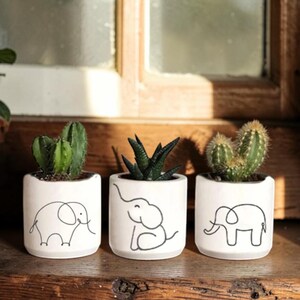 May include: Three small white ceramic planters with black elephant line drawings, each holding a different succulent or cactus. The planters are arranged on a wooden surface near a window.