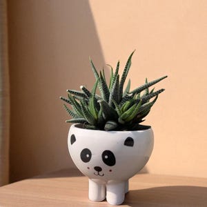 Puede incluir: Una pequeña planta suculenta en una maceta de cerámica blanca con forma de panda. La maceta tiene ojos, orejas y nariz negros. La planta tiene hojas verdes y puntiagudas. La maceta está sobre una superficie de madera con un fondo color melocotón.