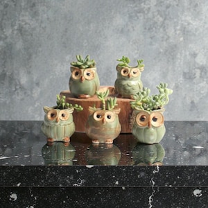 May include: Five owl-shaped ceramic plant pots, each containing a small succulent. The pots are in shades of green with brown and tan details. They are arranged on a dark, reflective surface, with a grey background.