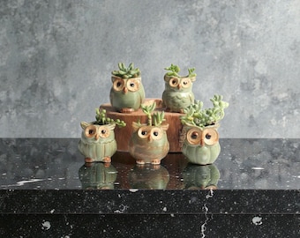 Uilplanter set van 5, keramische succulente potten, familiecadeau