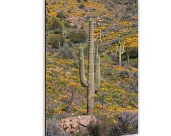 Kultowa fotografia lasu saguaro: sztuka krajobrazu pustyni Sonora