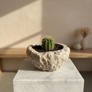 Puede incluir: Un pequeño cactus verde en una maceta de piedra texturizada de color claro. La maceta está sobre una superficie de mármol blanco. El cactus tiene espinas amarillas y está plantado en tierra oscura. El fondo es de color beige neutro.