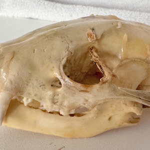 May include: A close-up of a beige animal skull. The skull has visible teeth and eye sockets. The bone has a smooth, glossy appearance. The skull is likely from a mammal, possibly a cat or similar animal.
