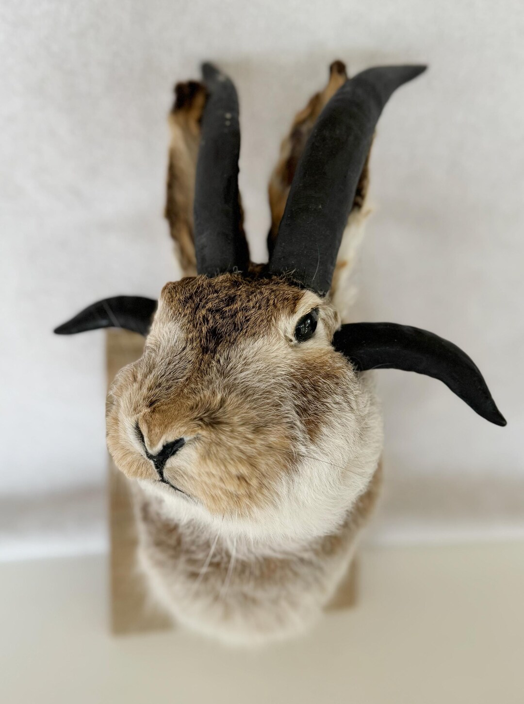 Eruo Mount Rabbit Vintage Taxidermy Horned Rabbit Mount – Curiosity & Oddity - Jack-a ...