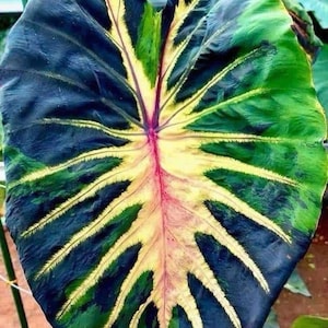 Seltene Colocasia &#39;Star Light&#39; -Birne: Exotische Elefantenohr-Pflanze