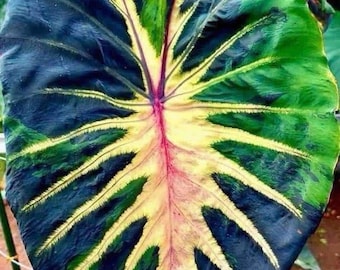Ampoule rare Colocasia « Star Light » : plante exotique à oreilles d'éléphant