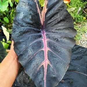 Gail of Blood – Seltene Colocasia-Pflanze – Einzigartige Elefantenohr-Hybride – Exotische tropische Zimmerpflanze – Garten- & Terrassenpflanze für Sammler