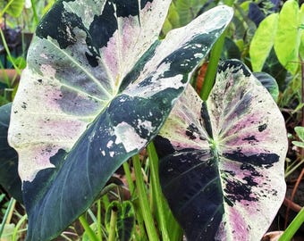 Bulbe rare de colocasia à feuilles d'or : plante exotique à oreilles d'éléphant