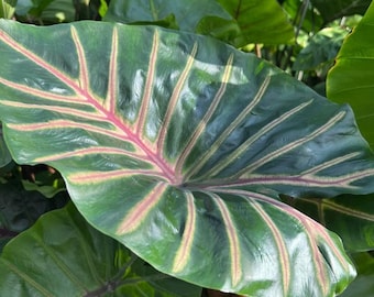 Bulbe rare de Colocasia « Lava Lisa » : plante exotique à oreilles d'éléphant