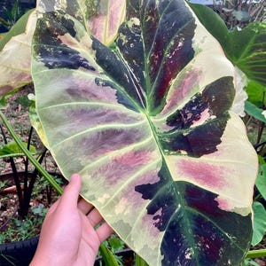 Seltene Mangosteen Colocasia-Birne: Exotische Elefantenohr-Pflanze