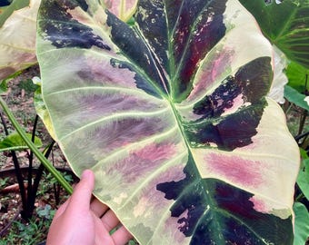 Sällsynt mangostan Colocasia-lök: Exotisk elefantöraväxt