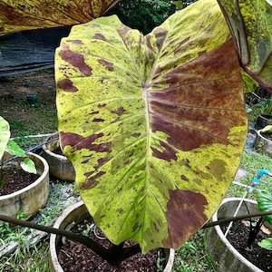 Seltene Schwarze Nacken Colocasia-Birne: Exotische Elefantenohr-Pflanze