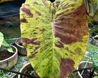 Bulbe rare de colocasia à nuque noire : plante exotique à oreilles d'éléphant