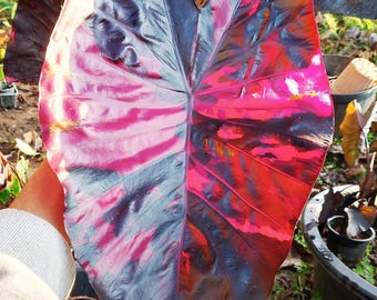 Rare bulbe de colocasia « LANSKA Black Red » : plante exotique à oreilles d'éléphant