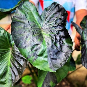Seltene Grüne Tiger Colocasia-Glühbirne: Exotische Elefantenohr-Pflanze