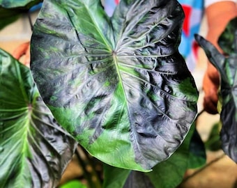 Bulbe rare de colocasia tigre vert : plante exotique à oreilles d'éléphant