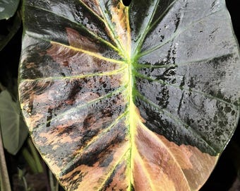 Bulbe hybride rare de colocasia « Asadung » : plante exotique à oreilles d'éléphant pour collectionneurs