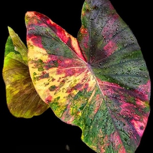 Seltene Colocasia Bulb &#39;Morning Star&#39; Hybrid Elefantenohr